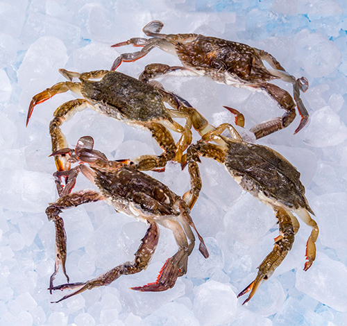 Softshell-Crab-3.jpg